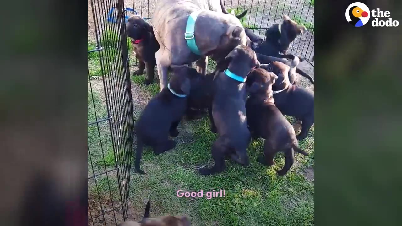 A brindle dog wearing a teal collar stands in an outdoor grassy pen surrounded by several black puppies.