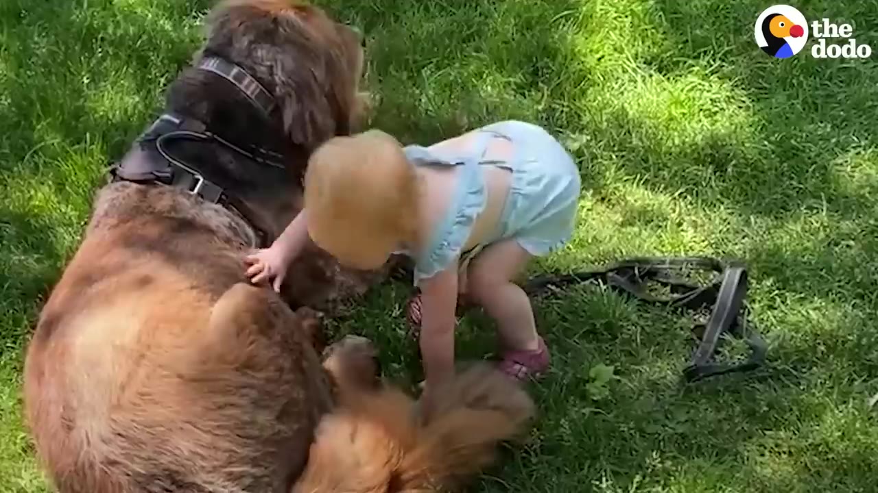 A toddler in a light blue outfit stands on green grass, gently petting a large, fluffy brown dog.