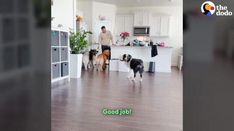 Arizona Foster Family Thinks Their New Dog Is Terrified, Then They Realize They’re Speaking The Wrong Language
