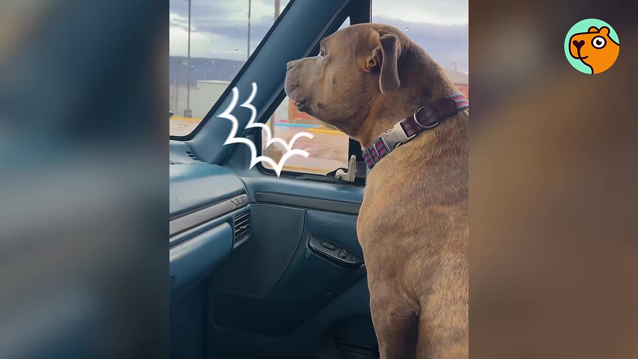 A brindle dog sits inside the passenger seat of a truck and looks out the front windshield.