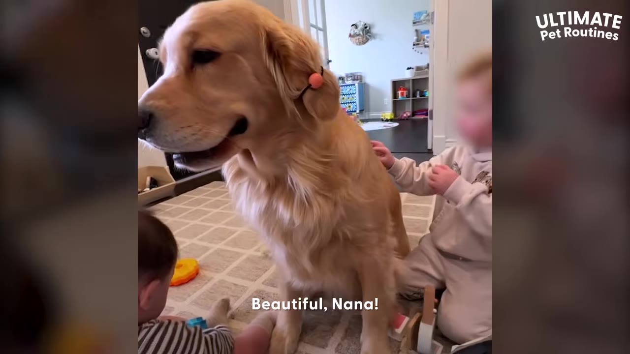 A golden retriever named Nana sitting calmly while children play with hair accessories on her ears.