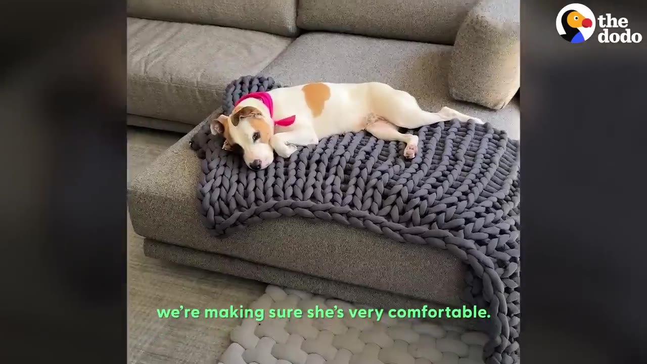 A white and tan dog resting peacefully on a dark gray chunky knit blanket placed on a couch ottoman.
