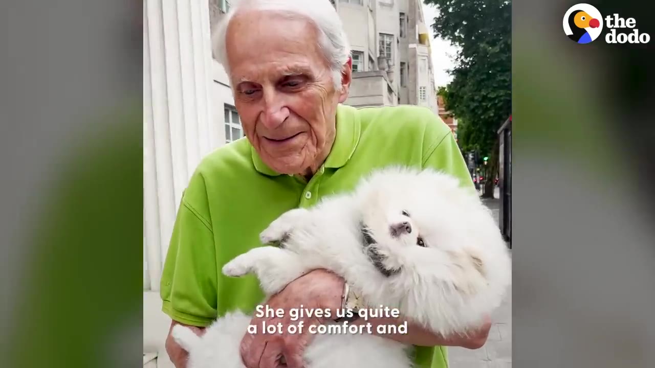 An elderly man in a green polo shirt smiles warmly while cradling a small, fluffy white Pomeranian dog in his arms.