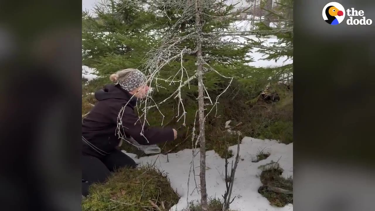 A person wearing a dark jacket and patterned headband kneels in snowy pine woods, carefully reaching out through evergreen branches.