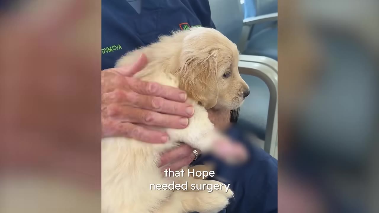 A veterinarian wearing blue scrubs with DVM embroidered on them holds a small golden retriever puppy.