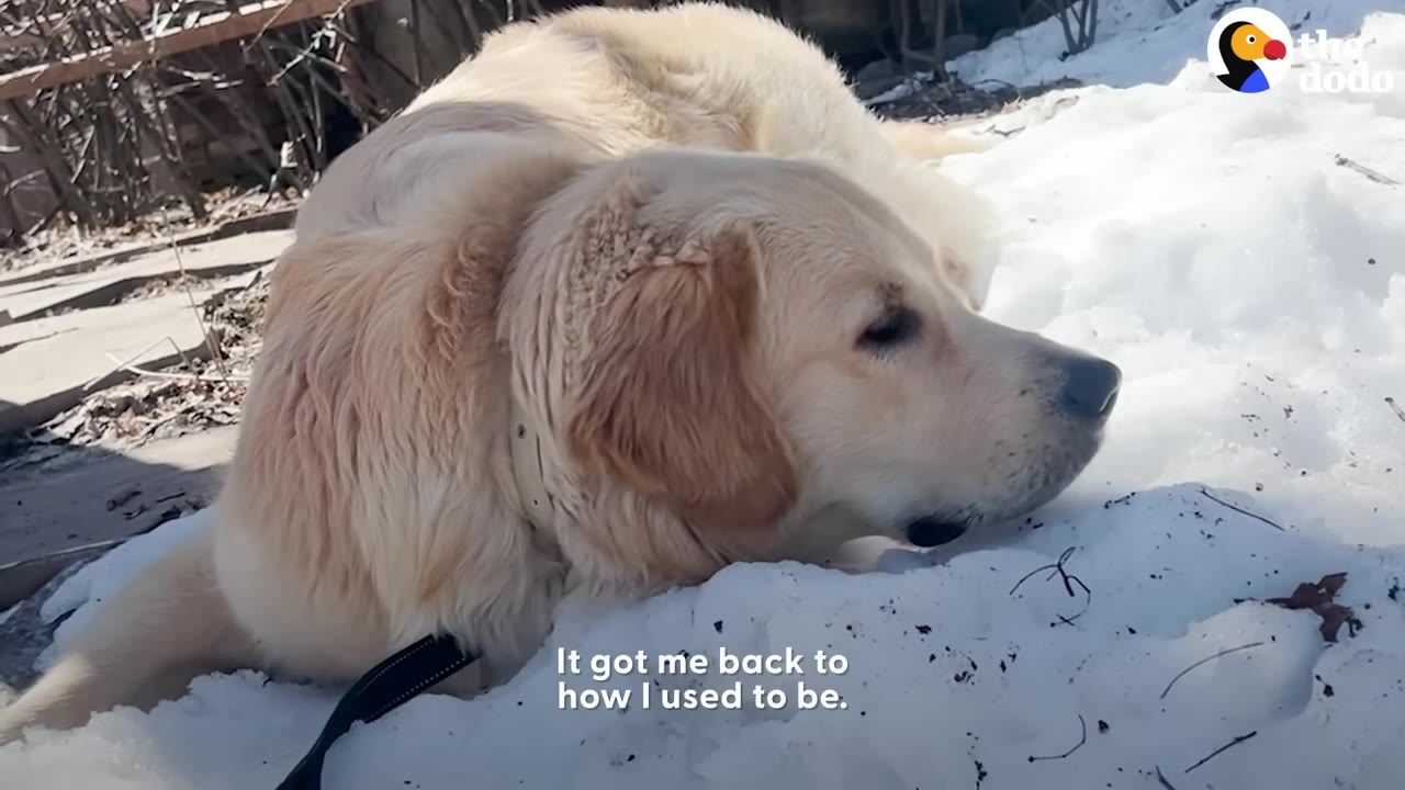 A golden retriever resting in the snow outdoors.