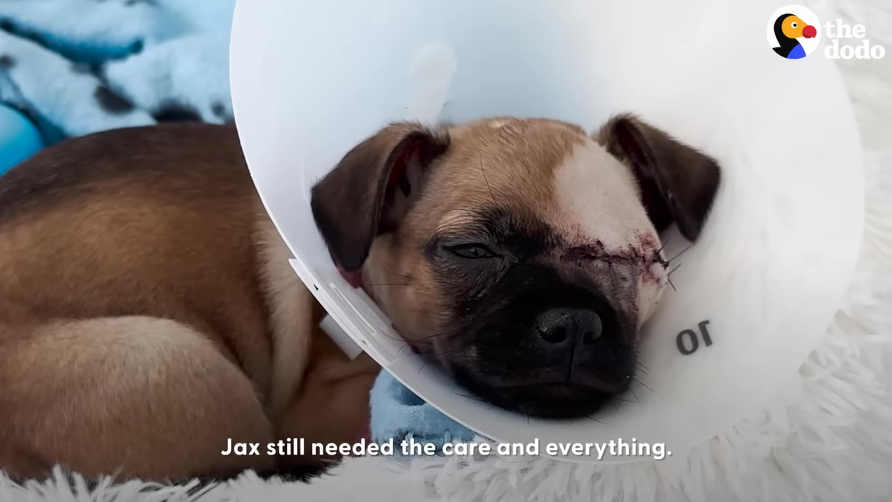A small brown puppy wearing a white protective cone collar rests on a fluffy white blanket, showing stitches on its left eye.