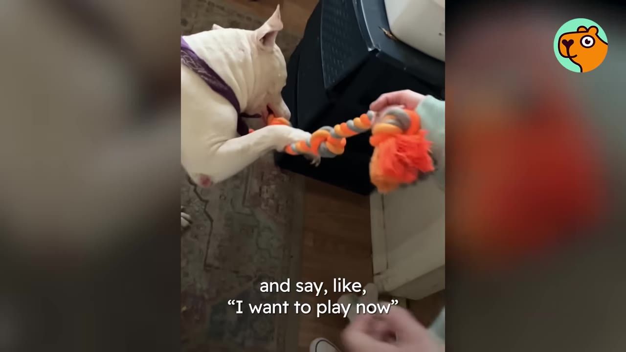 A white dog wearing a purple bandana plays tug-of-war with a colorful rope toy held by a person.