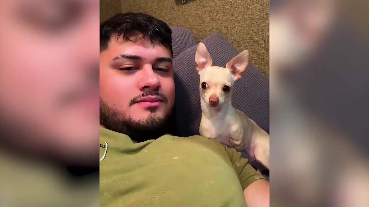 A small tan Chihuahua sitting attentively on a man's chest as he rests on a couch.