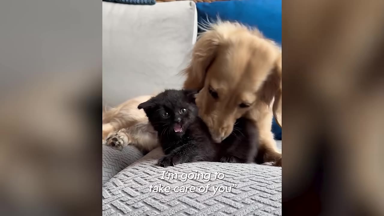 A golden dog gently nuzzles and grooms a small black kitten resting on a gray sofa.