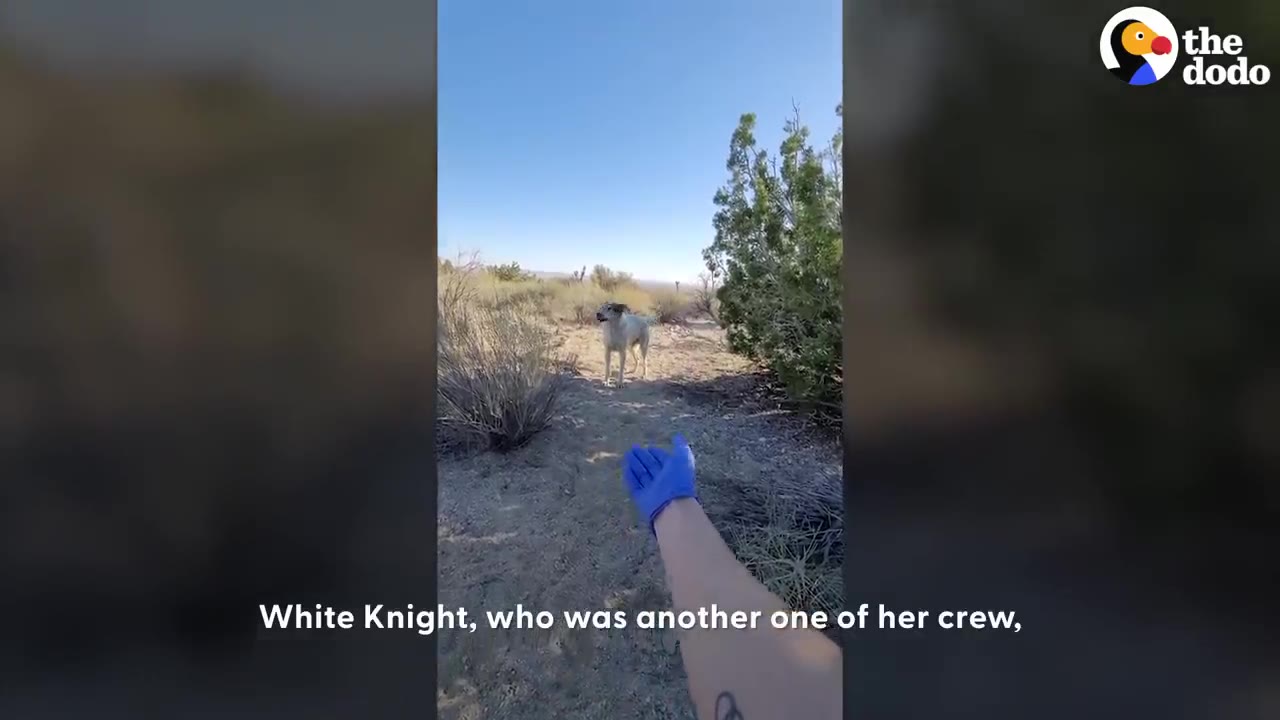 A light-colored dog standing near desert bushes in the distance as a person reaches out a gloved hand towards it.