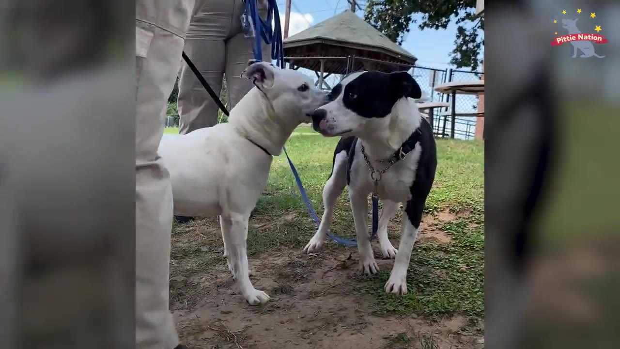 A black and white dog gently touching noses with a white dog outdoors while on a leash.