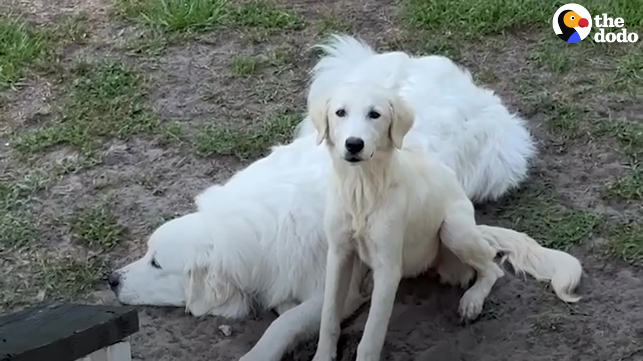 A young white puppy sitting upright in front of a larger white dog resting on the ground outdoors.