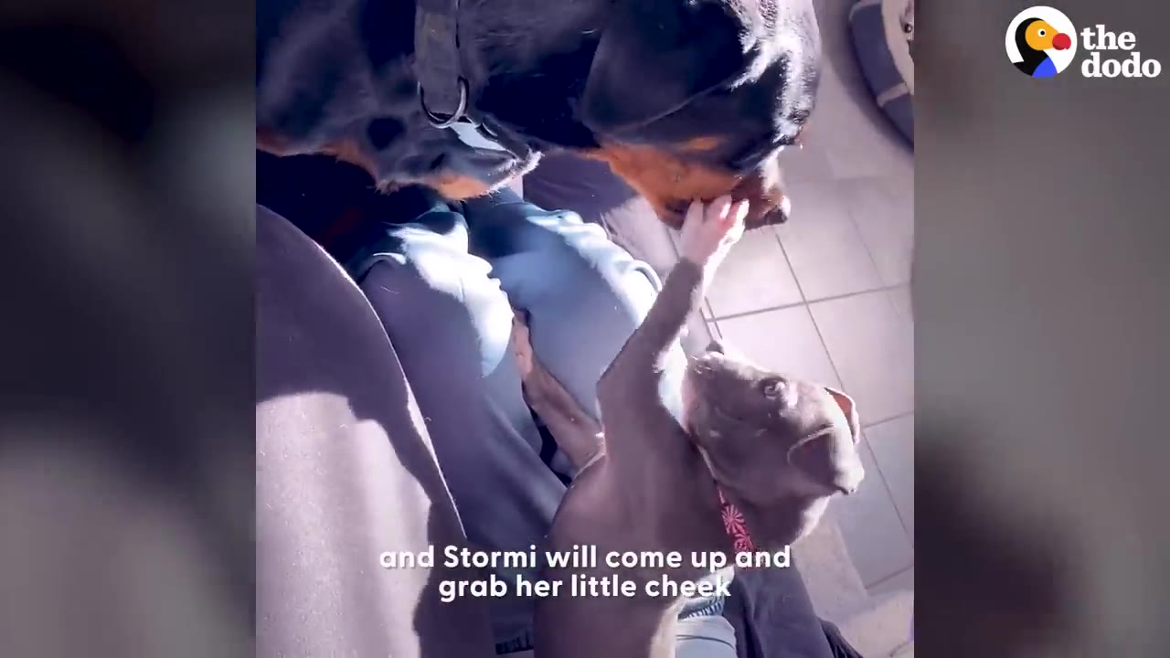 A small grey puppy reaches up with its paw to gently touch the face of a large black and tan Rottweiler.