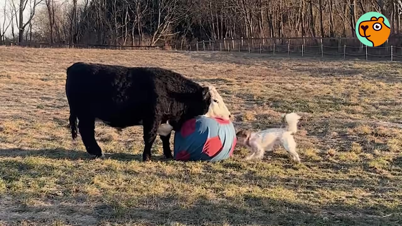 A large black and white cow gently pushes a large blue and red ball toward a small white dog in a field.