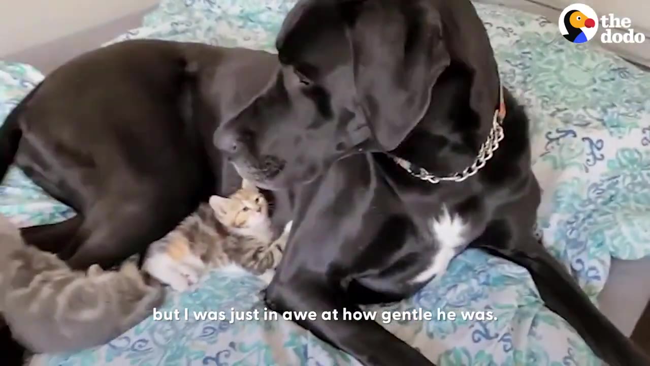 A large black Great Dane lying on a bed beside a tiny tabby kitten looking up at him.