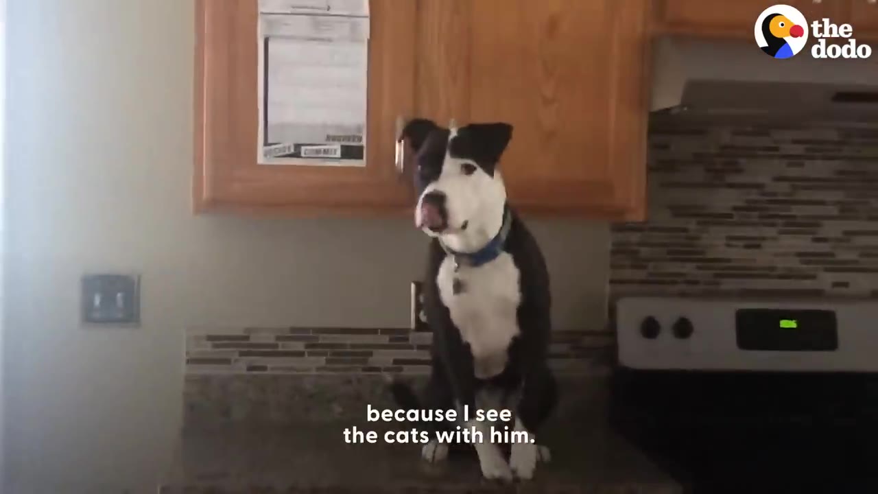 A black and white dog sitting on a kitchen counter near wooden cabinets and a stove.