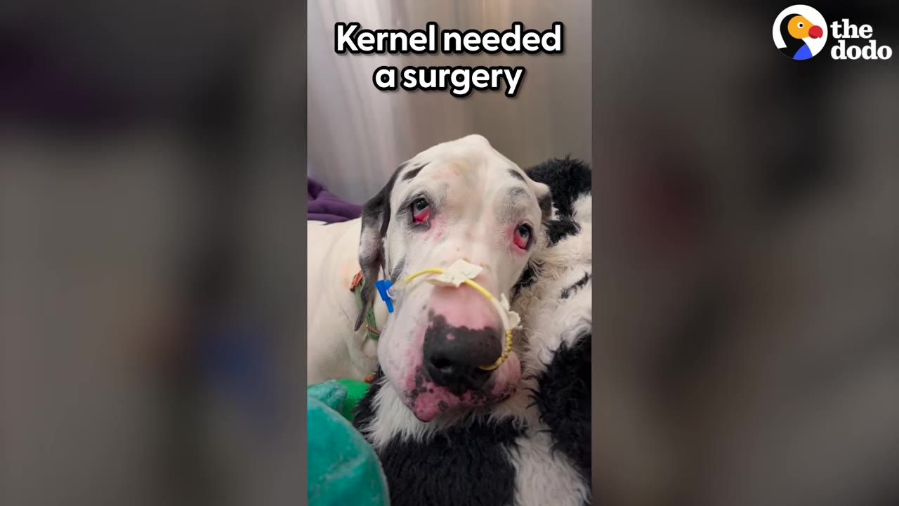 A close-up view of Kernel the Great Dane lying down with a nasal feeding tube and medical tape on his snout.
