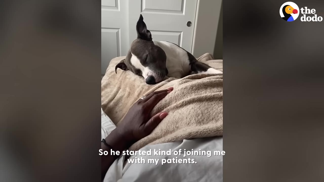 A gray and white dog sleeping peacefully on top of a blanket covering a person during a session while a hand rests nearby.