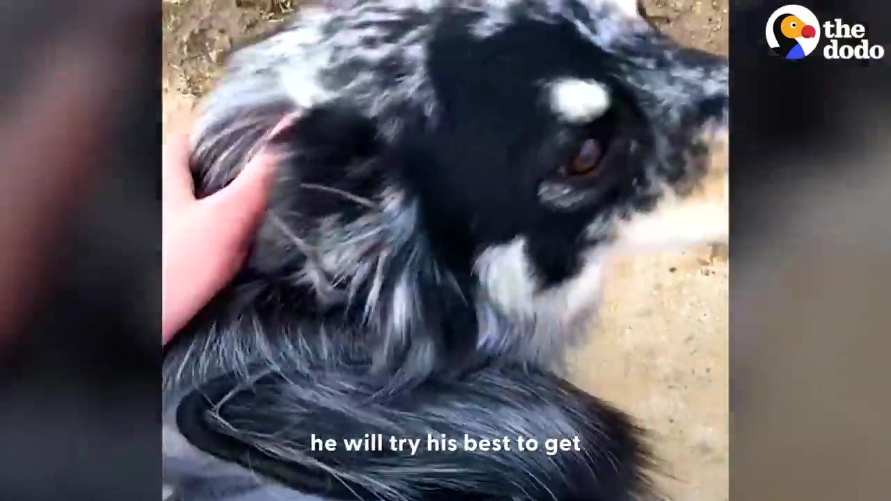 A hand gently petting a dappled grey and black dog outdoors on a walk.