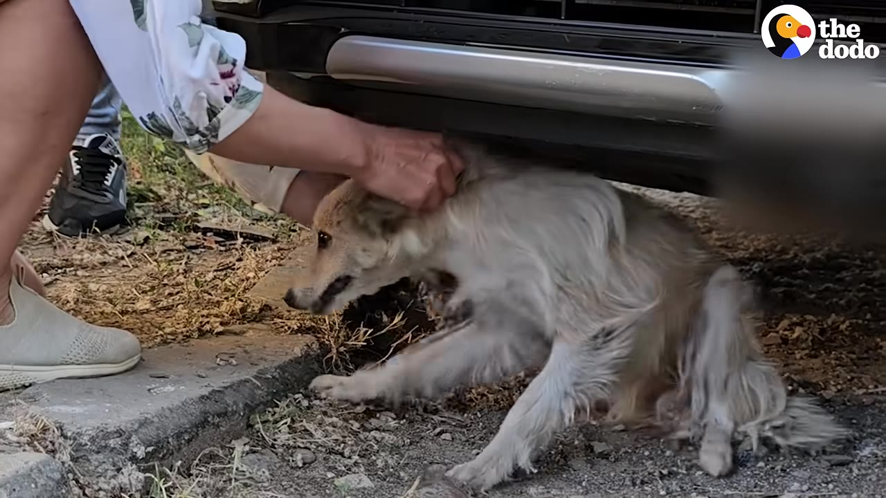 A person's hand reaches under the front bumper of a car to gently touch a small, frightened, light-colored dog cowering on the ground.