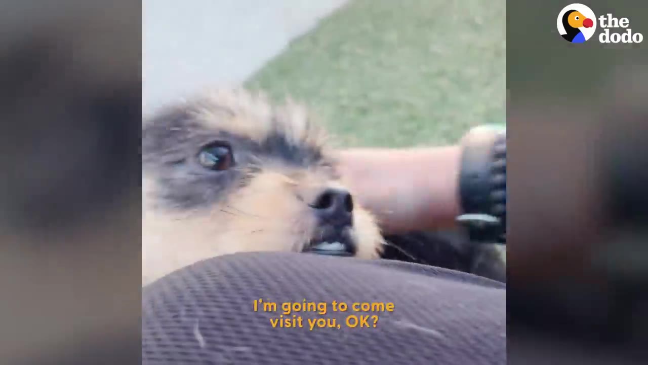 A person gently pets a small black and tan dog looking up at them in a tender moment.