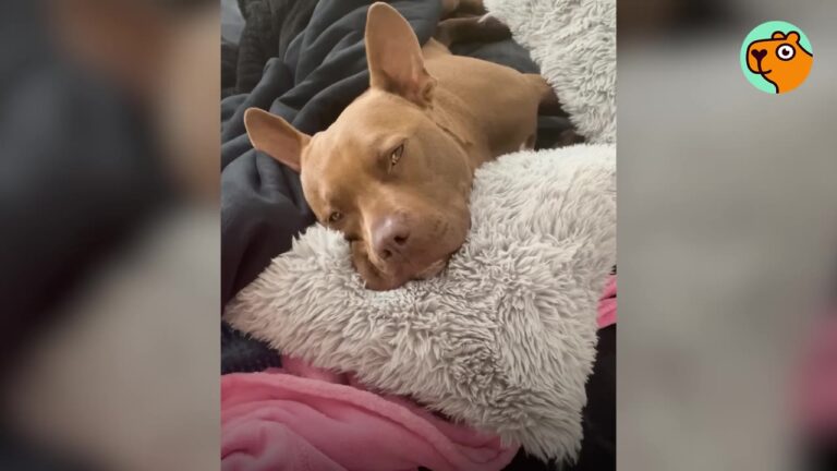 North Carolina Dog Wandered His Empty House Looking For His Best Friend, Unaware Of His Mom’s Secret Plan