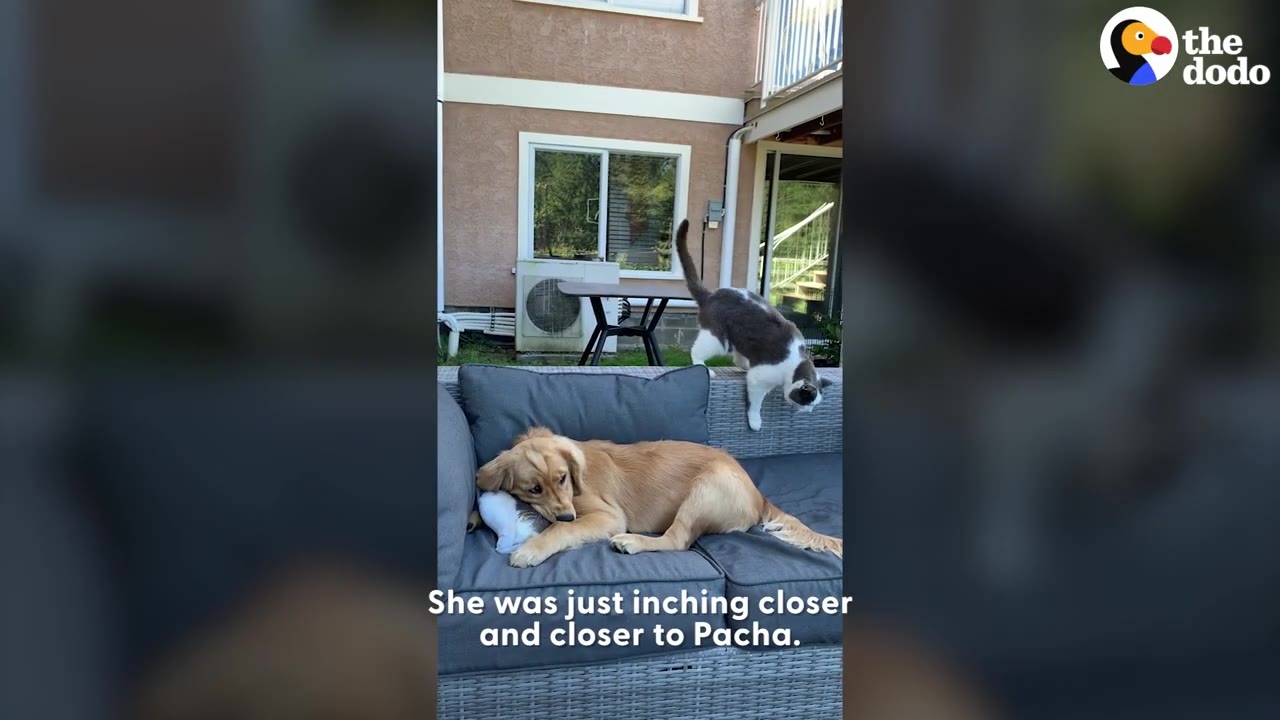 A golden retriever puppy lying on an outdoor couch holding a cat pillow while a grey and white cat looks down at them from the back of the sofa.