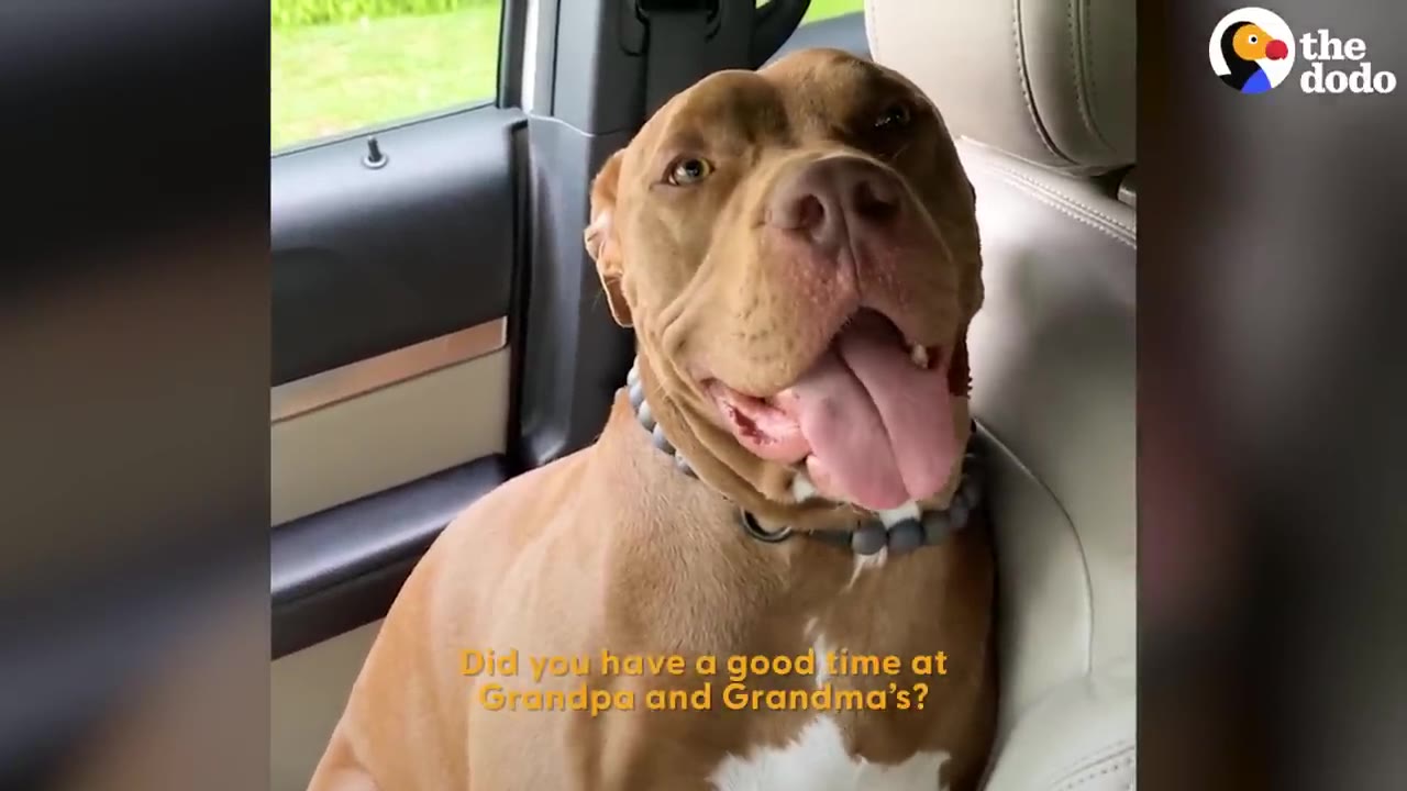 A happy brown pit bull sits in the passenger seat of a car, panting with its tongue out.