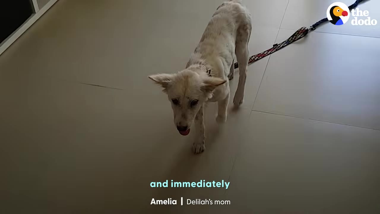 A small white dog on a leash walking indoors on a tiled floor.
