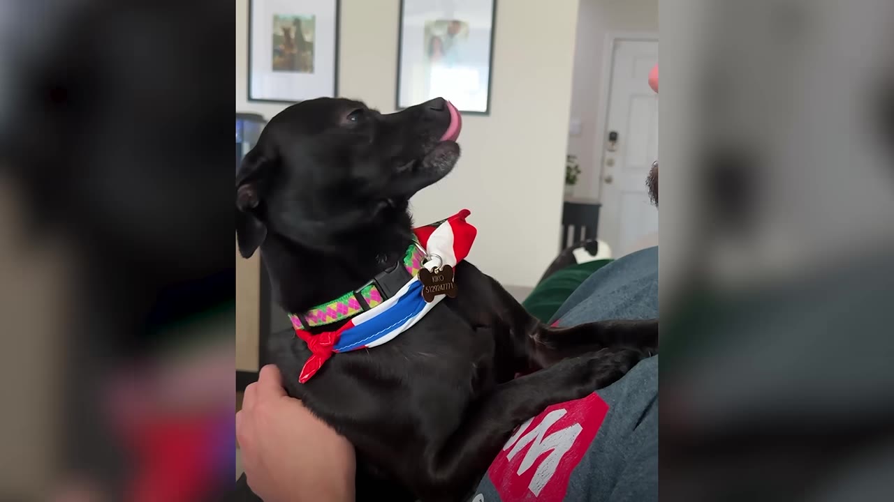 A small black dog wearing a colorful collar and bandana looks up affectionately while being held in a person's arms.