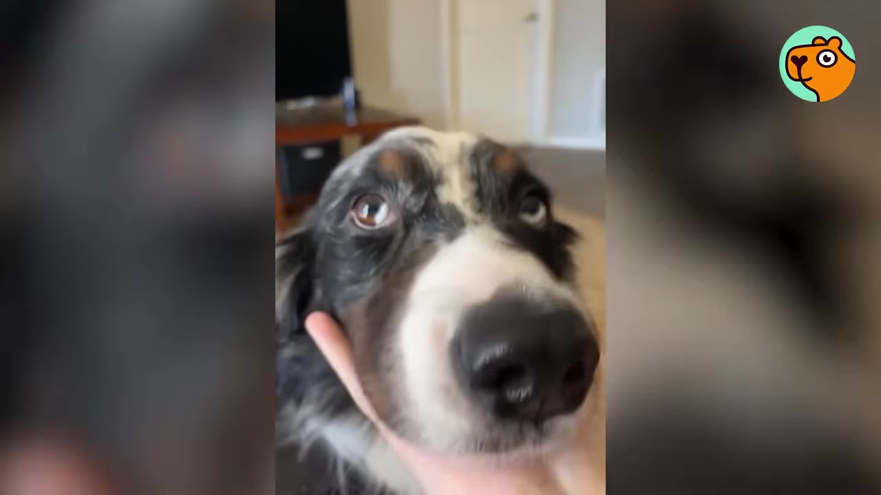 A close-up shot of an Australian Shepherd dog looking directly at the camera while being gently petted.