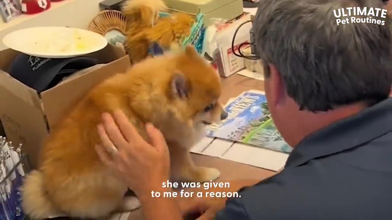 A man sitting at a desk petting a small fluffy brown dog.