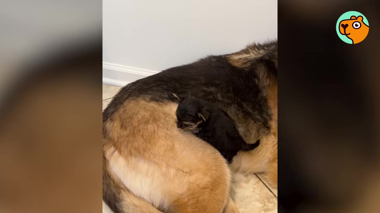 A tiny black puppy lies on top of a German Shepherd's back as the adult dog rests on the floor.