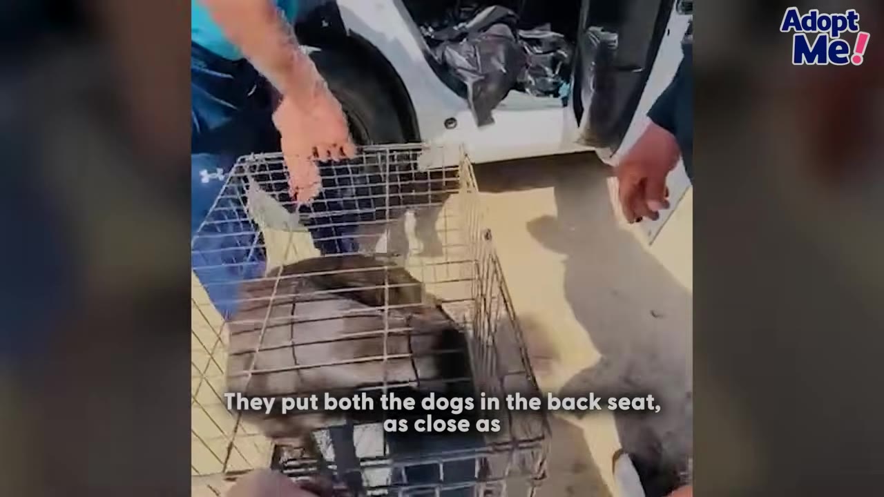 Two people placing a wire crate containing a dog into the back of a vehicle, with text reading 'They put both the dogs in the back seat, as close as'.
