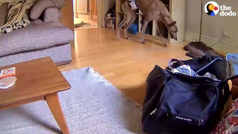 Pennsylvania Dog Collapses Mid-Run, Then Months Later His Owner Spots Something On The Living Room Camera