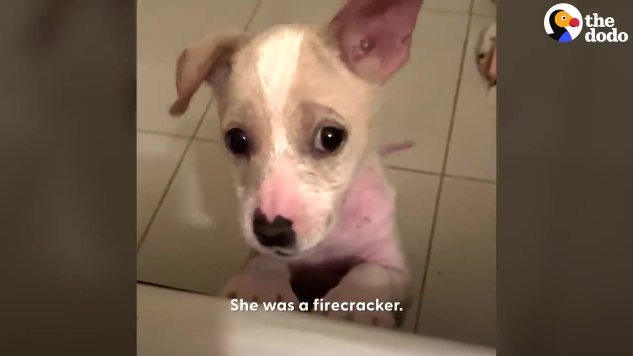 A small light-colored puppy with large dark eyes standing on its hind legs and looking up brightly.