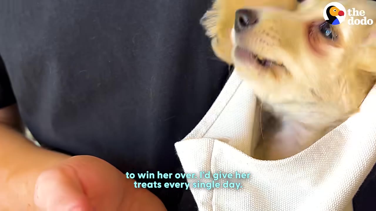 A small, light-brown dog peeks out from a white fabric bag held by a person wearing a black shirt.