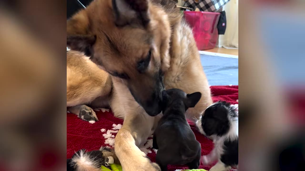 A German Shepherd mix dog gently nuzzles a small black puppy on a red blanket alongside another small puppy.