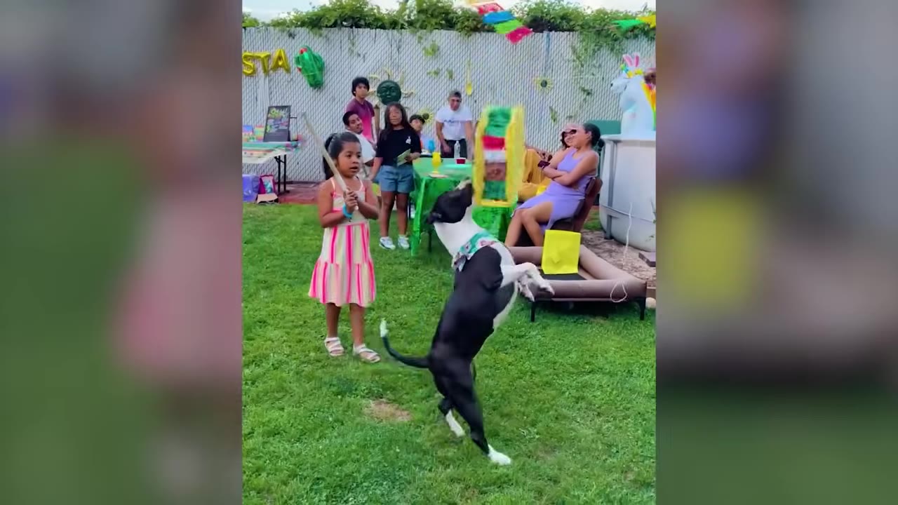 A black and white dog jumping up on its hind legs outdoors near a young girl holding a stick at an outdoor gathering.