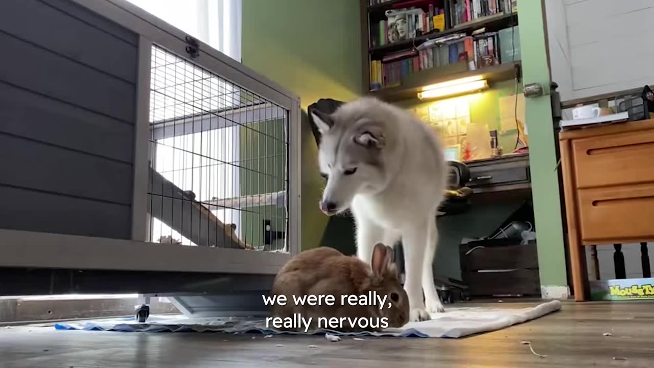 A husky stands over a brown rabbit sitting on a mat indoors near an animal enclosure.