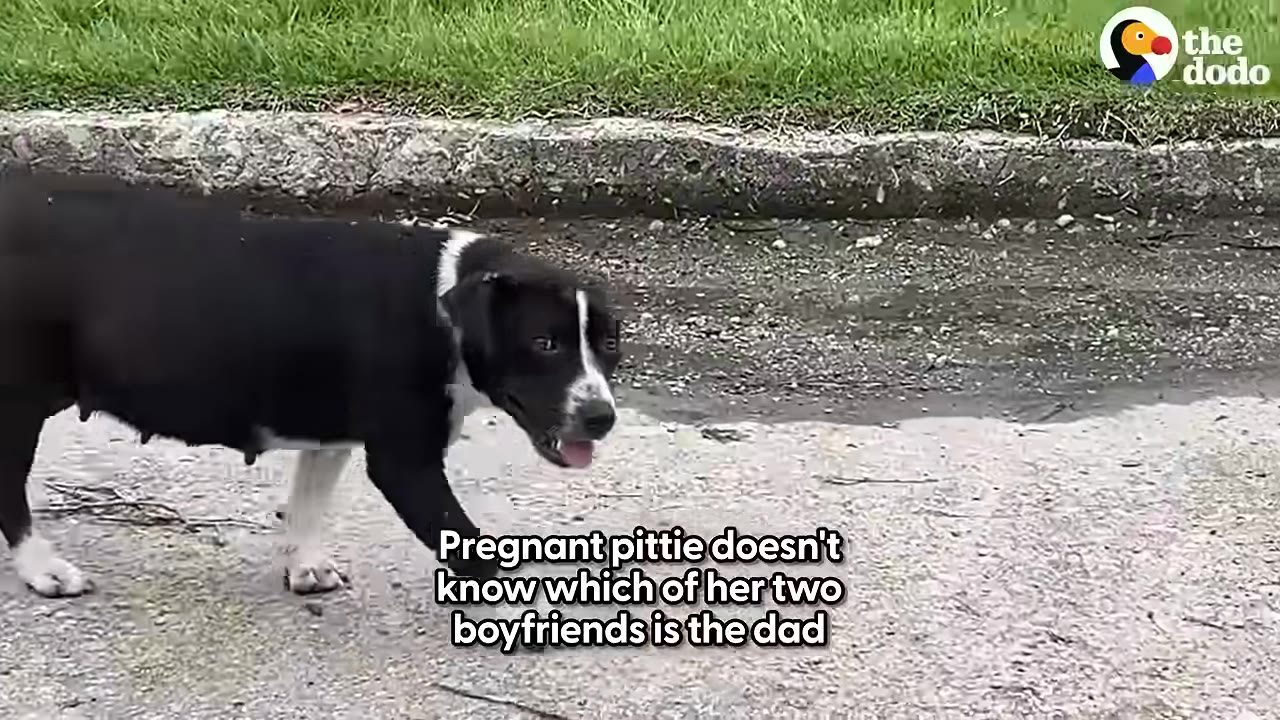 A pregnant black and white pit bull walks along a paved street.