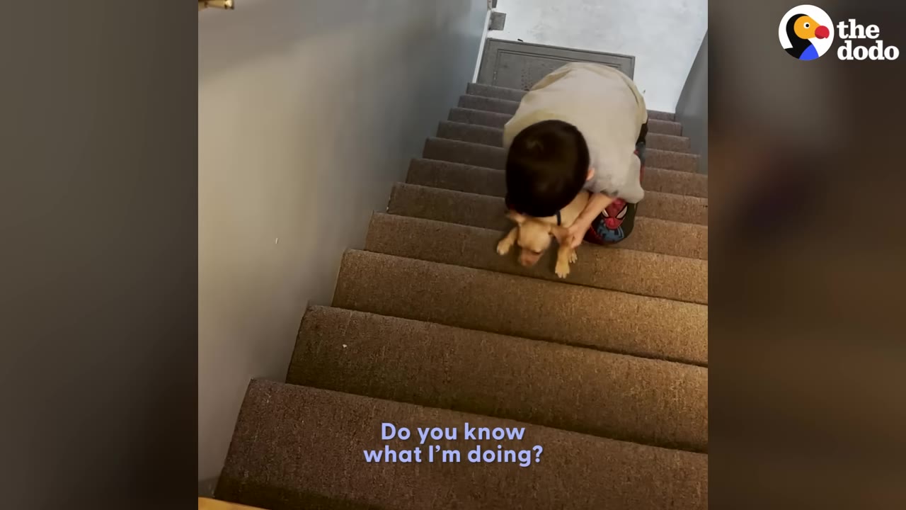 A young boy kneeling near the top of carpeted stairs, leaning down to gently pet a small tan puppy.