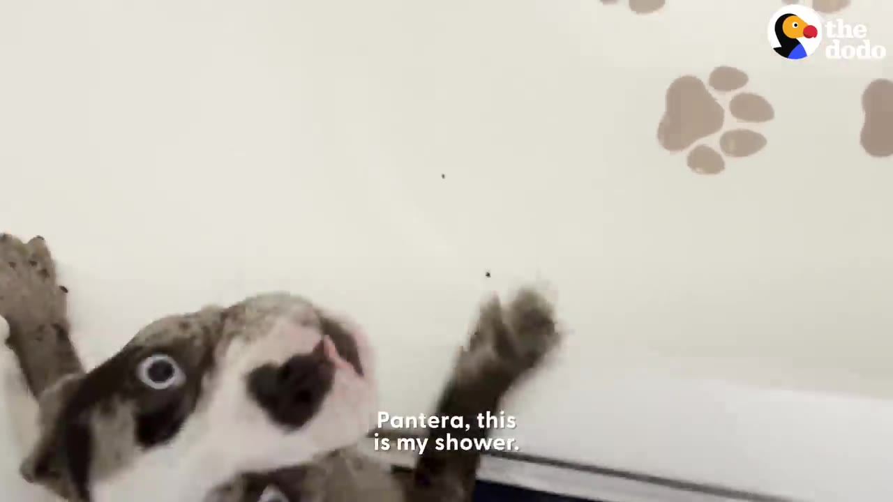 A spotted dog with paws on the side of a white bathtub looking up.