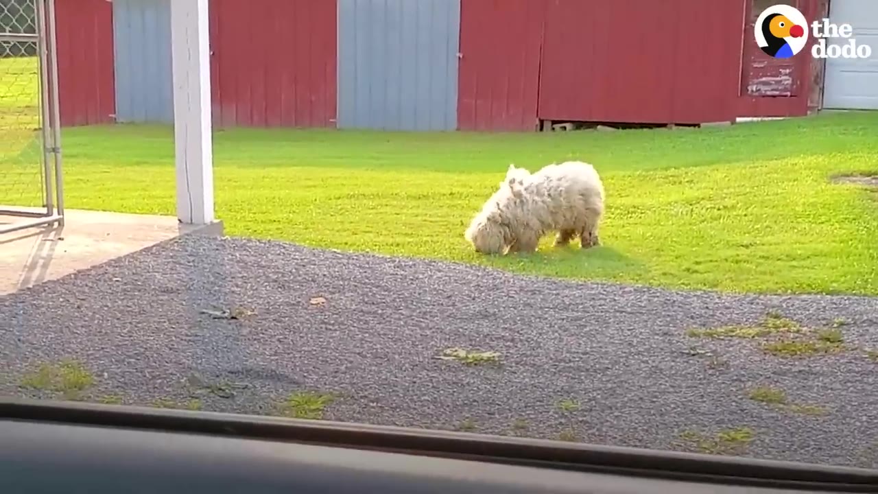 A small, fluffy white dog walking on a patch of green grass in front of a red barn.