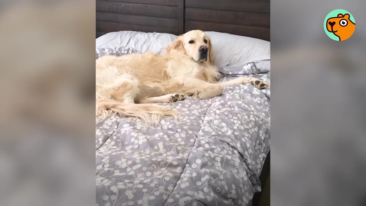 A golden retriever lying down calmly on a bed with a grey patterned comforter.