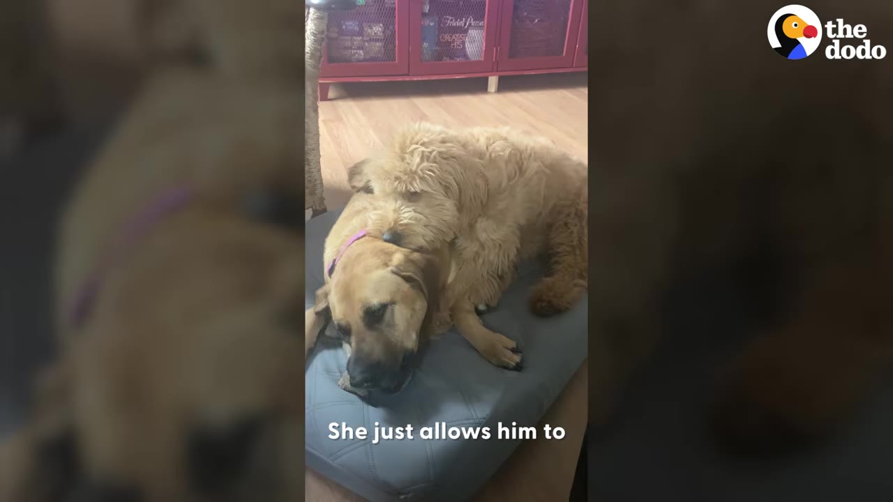 A fluffy golden dog lies on top of a smooth-coated tan dog resting peacefully on a blue pet cushion.