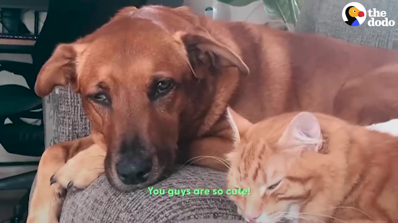 A brown dog resting its head comfortably on a sofa cushion next to a sleeping ginger cat.