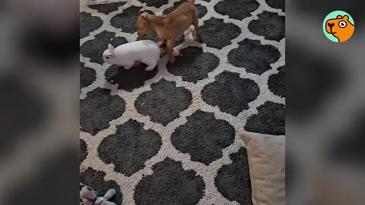 A small brown puppy standing near a white rabbit on a patterned gray and white rug.