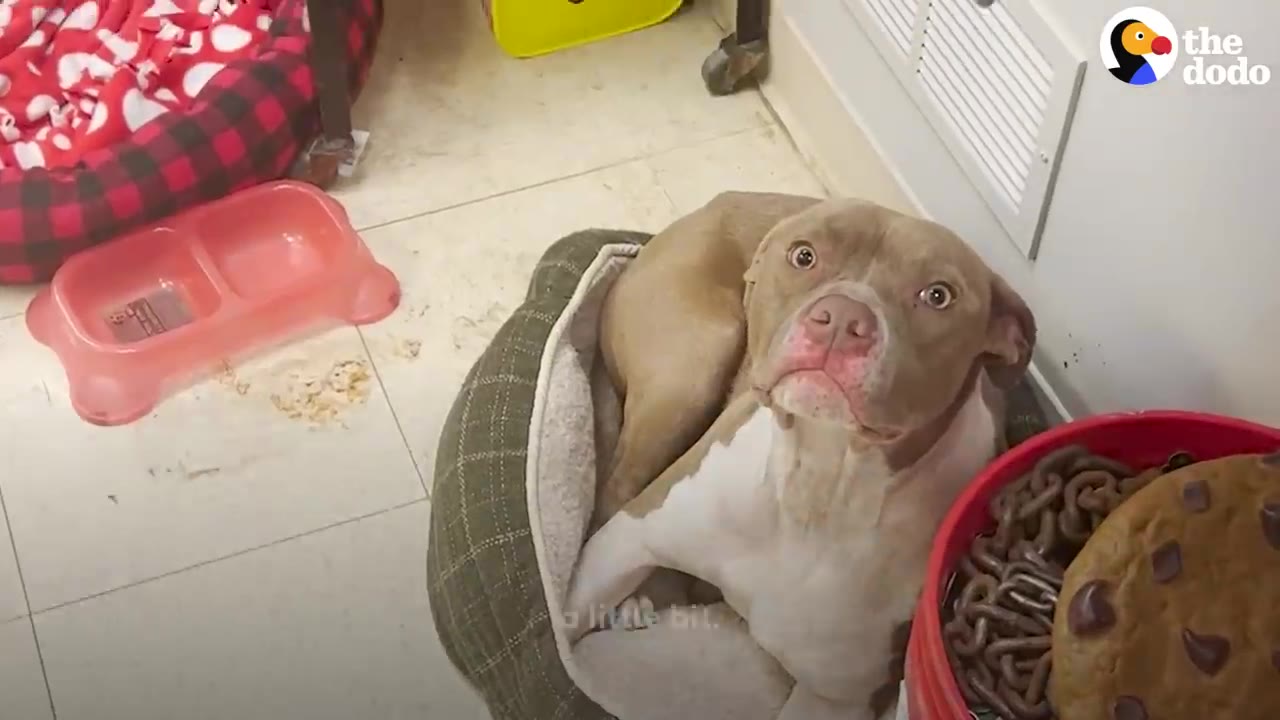 A tan and white pit bull mix sitting comfortably in a soft green dog bed inside an office room, looking up at the camera.